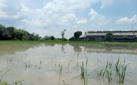 Banjir di Jombang Rendam 530 Hektare Sawah Petani