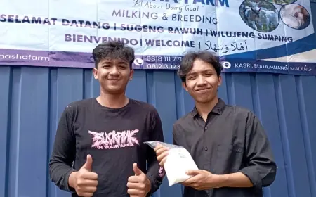 Ginasha Farm: Kisah Sukses Peternak Muda Kembangkan Kambing Perah, Produksi 60 Liter Susu Setiap Hari