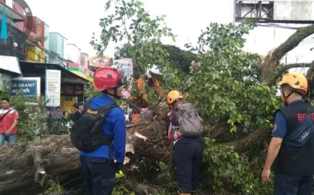 Pohon Tumbang di Singosari Malang Timpa 4 Pengendara yang Sedang Melintas