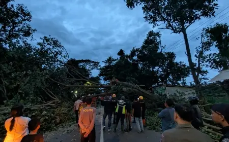 Dalam Sehari, Angin Kencang Sebabkan 10 Pohon Tumbang di Bondowoso