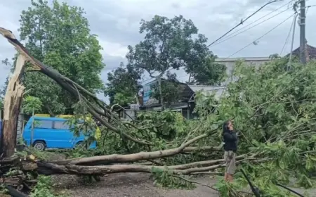 Kota Malang Dilanda Angin Kencang dan Tanah Longsor, Pohon Tumbang di Mana-Mana