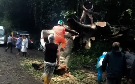 Waspada Cuaca Ekstrem, Pohon Tumbang Ancam Keselamatan Warga Malang
