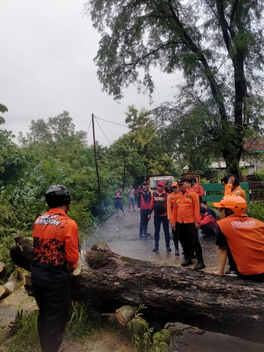 Cuaca Ekstrem Robohkan Pohon Besar di Sampang, Akses Jalan Terganggu