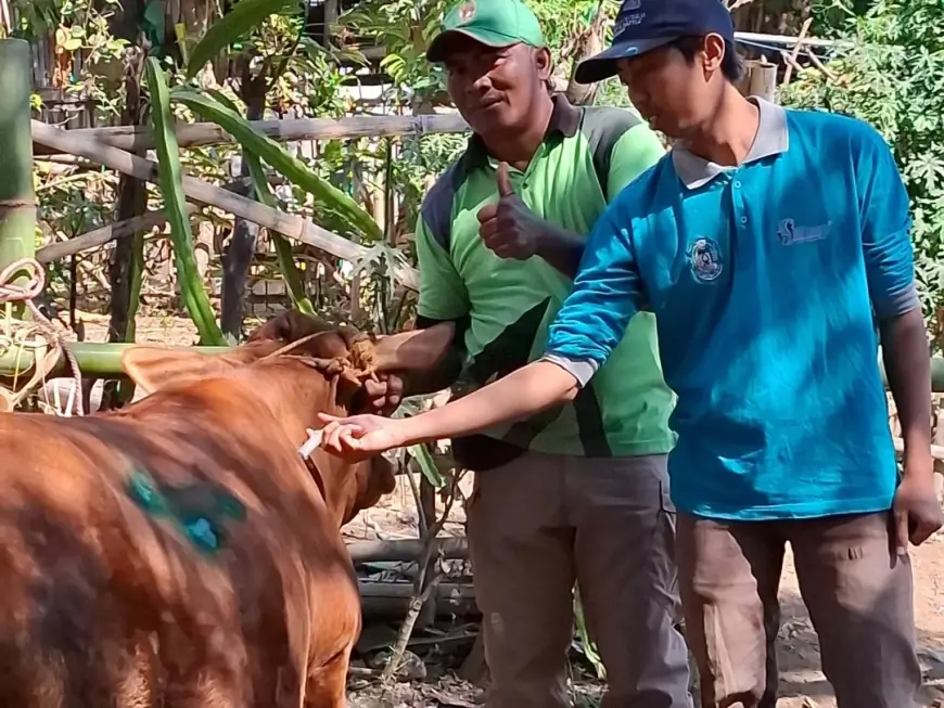 156 Sapi Terjangkit PMK, Disnakkan Bondowoso Ungkap Gejalanya