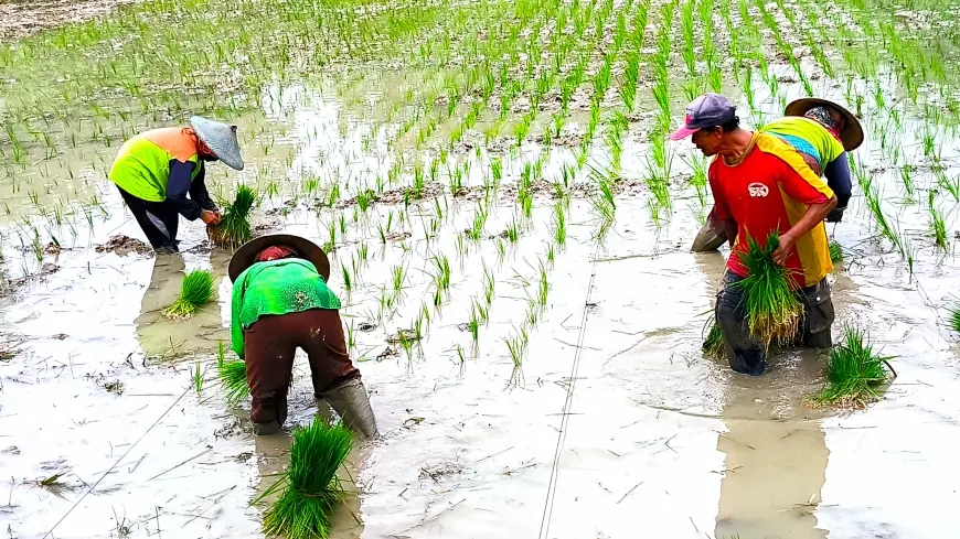 Alokasi Pupuk Bersubsidi Tahun 2025 untuk Kabupaten Bojonegoro Jauh dari Kebutuhan