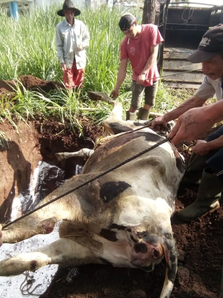 Virus PMK Serang 3 Ekor Sapi di Kota Batu