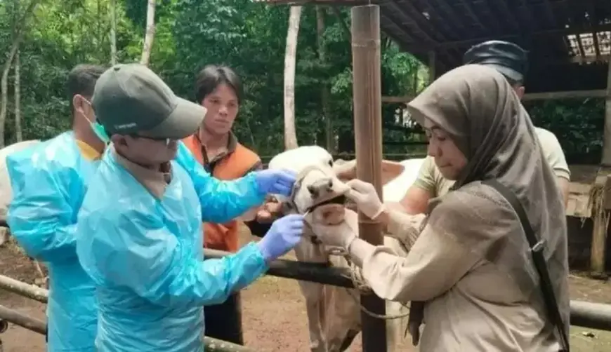 Kementan Imbau Pasar Hewan Tutup 14 Hari, Jika Terdapat Kasus PMK