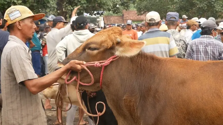 Lima Ekor Sapi di Kota Probolinggo Mati Terjangkit PMK