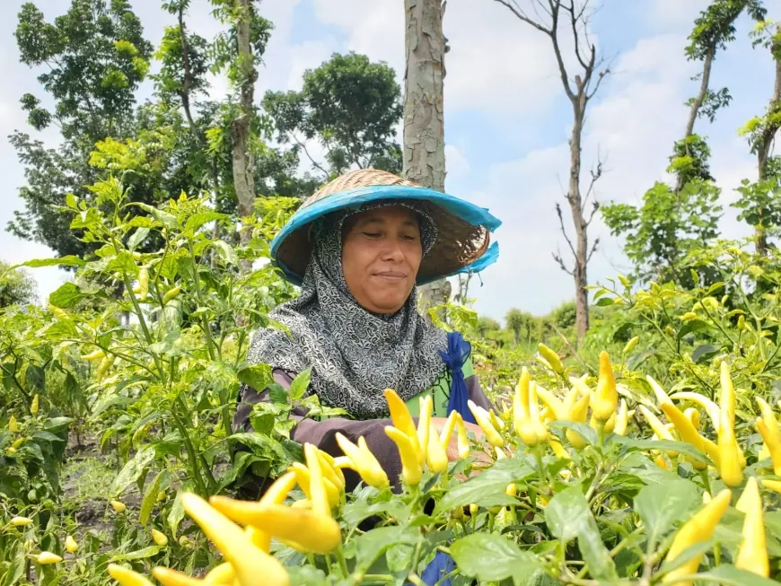 Petani Cabai di Mojokerto Khawatir Harga Anjlok, Panen Paksa Jadi Pilihan