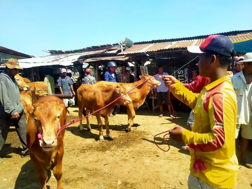 Disperta KP Sampang Sebut Wabah PMK Karena Transaksi Sapi dari Luar