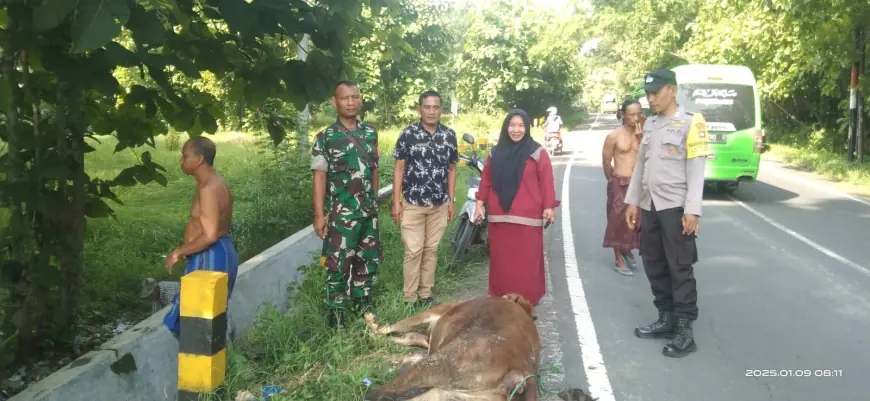 Warga Sampang Temukan Bangkai Sapi di Pinggir Jalan, Disperta KP: Bukan PMK