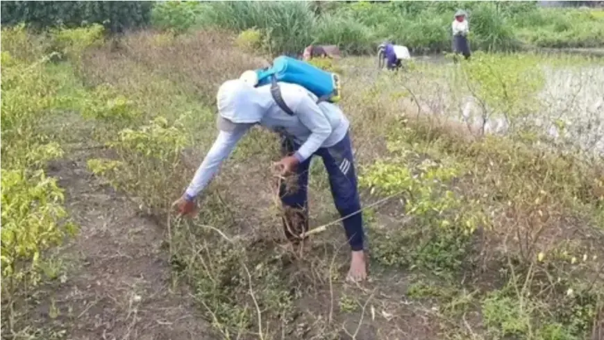 Harga Cabai Melambung: Petani di Kediri Bukannya Untung malah Buntung