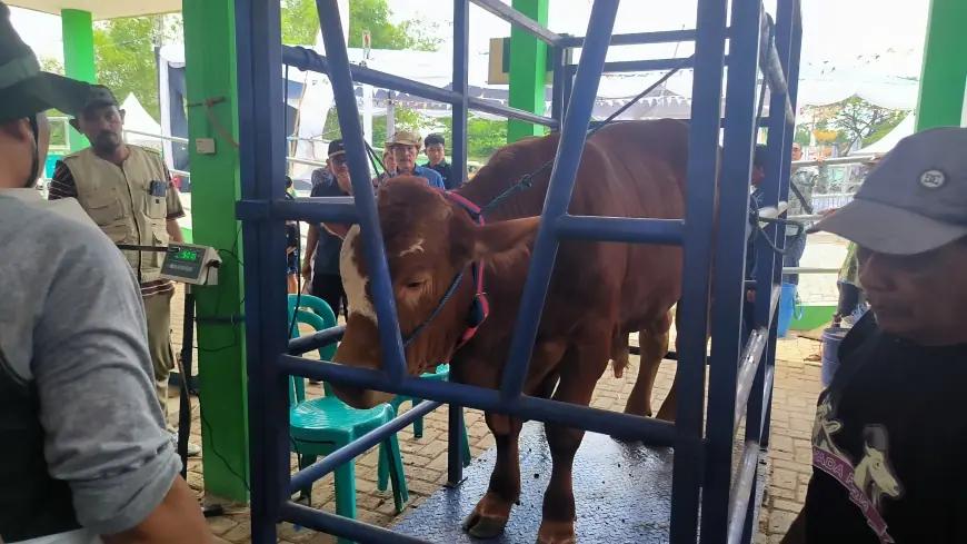 Disnakan Bojonegoro Kirim Sampel Lendir Sapi ke Pusvetma Surabaya