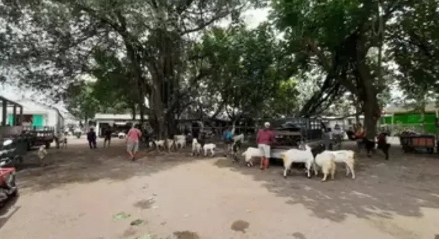 Pasar Hewan di Kediri Tutup akibat PMK, Pedagang Kambing Nekat Berjualan