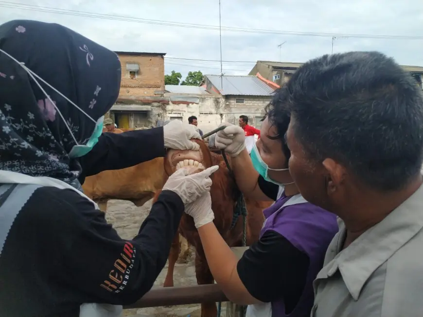 Pasar Hewan Ditutup, Petugas Intensifikasi Pengobatan PMK