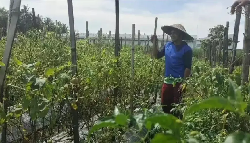 Derita Petani Cabai di Malang: Saat Harga Tinggi Tanaman Terancam Mati