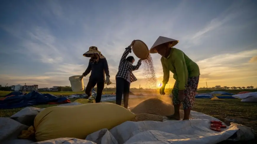 Pemerintah Putuskan untuk Naikkan Harga Gabah Petani ke Bulog
