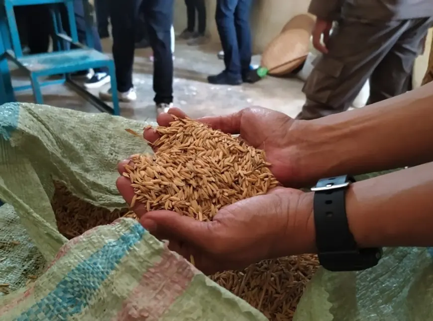 HPP Naik Rp 500, Bulog Bondowoso Siap Serap Gabah Petani