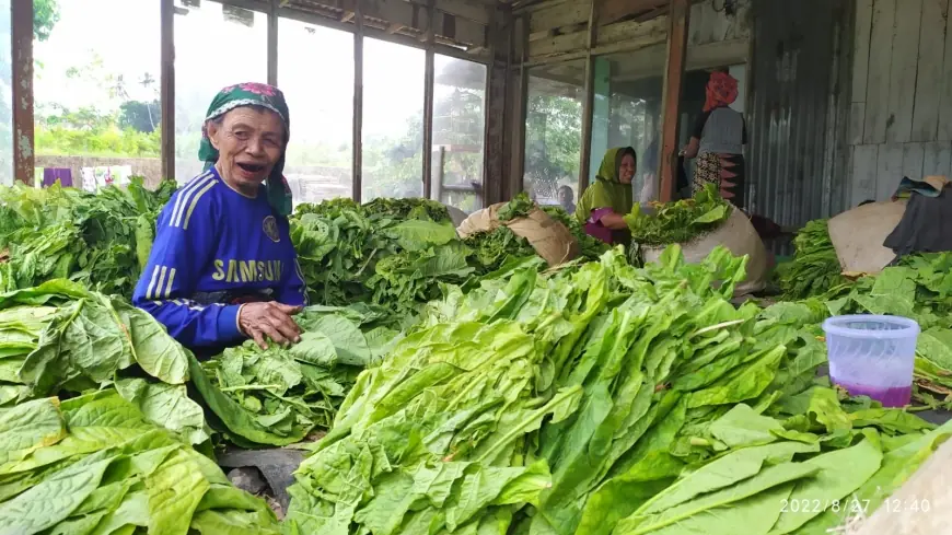 Di Tengah Gencarnya Swasembada Pangan, Komoditas Tembakau Dianaktirikan