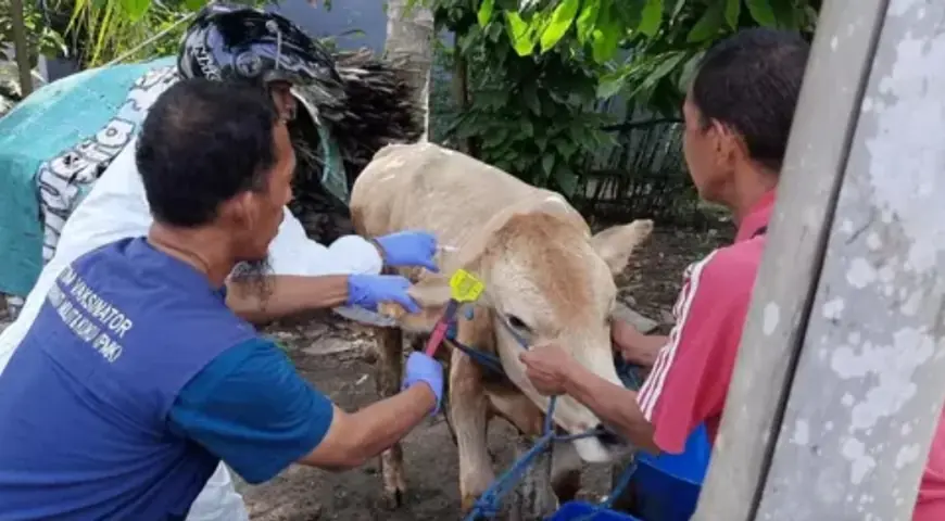 Dampak PMK: Harga Daging Sapi di Kediri Turun Drastis