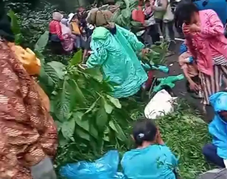 Mobil Pikap Pengangkut Buruh Kopi Ijen Bondowoso Alami Laka, Sebabkan Penumpang Patah Tulang