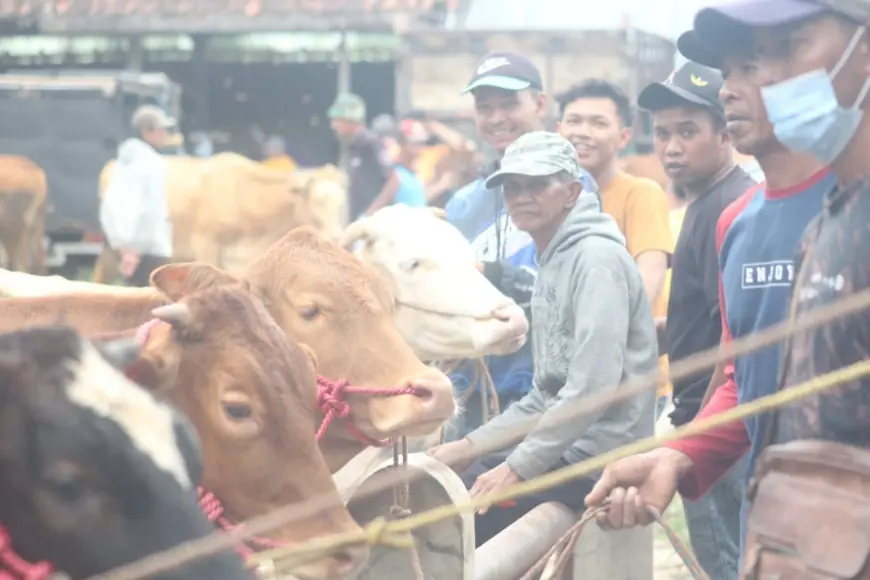 Kematian Sapi akibat PMK Meningkat, Pemkab Bondowoso Enggan Tutup Pasar Hewan