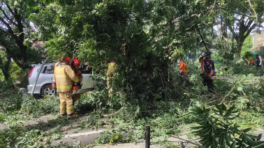 Pohon Randu Berukuran Besar Tumbang Menimpa Mobil saat Melintas di Kota Batu