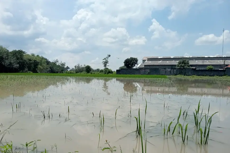 Banjir di Jombang Rendam 530 Hektare Sawah Petani