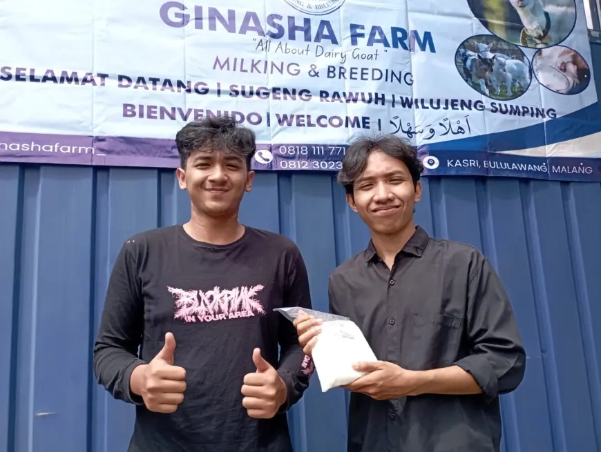 Ginasha Farm: Kisah Sukses Peternak Muda Kembangkan Kambing Perah, Produksi 60 Liter Susu Setiap Hari
