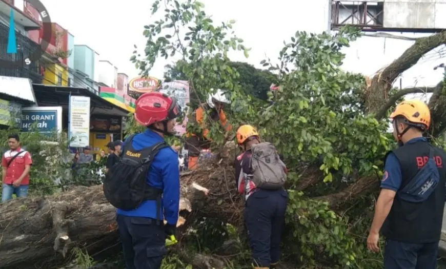 Pohon Tumbang di Singosari Malang Timpa 4 Pengendara yang Sedang Melintas
