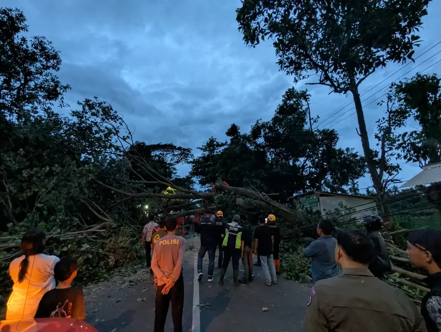 Dalam Sehari, Angin Kencang Sebabkan 10 Pohon Tumbang di Bondowoso