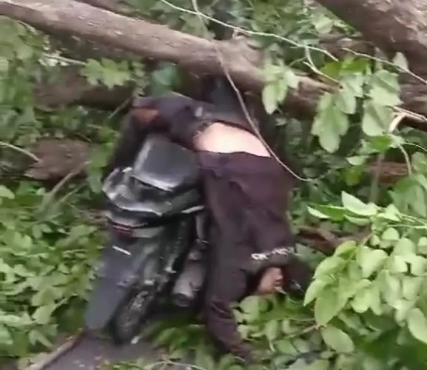 Pemotor Asal Pasuruan Tewas Usai Tertimpa Pohon Tumbang