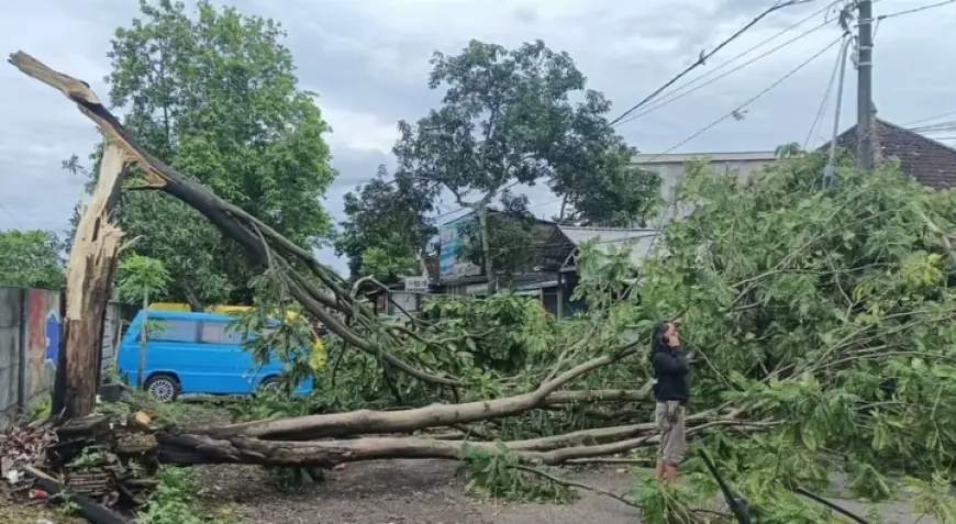 Kota Malang Dilanda Angin Kencang dan Tanah Longsor, Pohon Tumbang di Mana-Mana