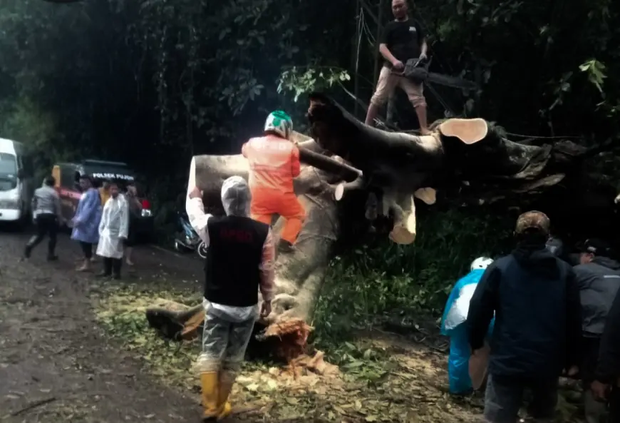 Waspada Cuaca Ekstrem, Pohon Tumbang Ancam Keselamatan Warga Malang