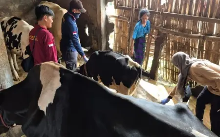 Rampung Sesuai Target, Kota Probolinggo Masih Kekurangan Stok Vaksin PMK