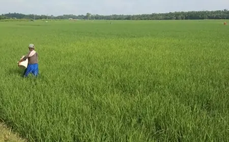Pemasaran Terpusat, Petani Padi Desa Pendem Tak Pernah Sentuh Bulog