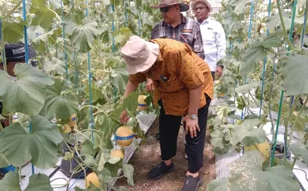 SMK Budi Utomo Jombang Adopsi Sistem IoT Budidaya Smart Farming Buah Melon
