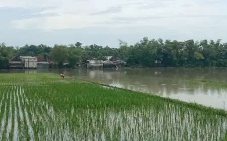 Disperta Jombang akan Realisasikan Bantuan Bibit Padi untuk Sawah Terdampak Banjir