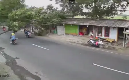 Lagi, Pohon Tumbang di Bondowoso Timpa Pengendara Motor