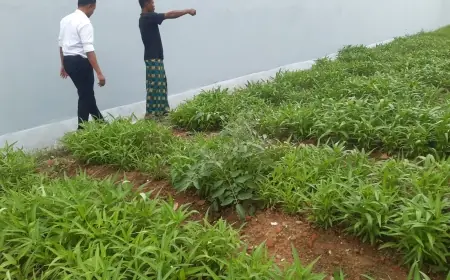 Dukung Ketahanan Pangan, Rutan Kelas II B Sampang Ajak Warga Binaan Geluti Sektor Pertanian