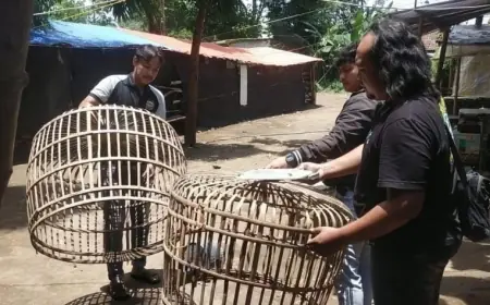 Diduga Bocor, Penggerebekan Arena Judi Sabung Ayam di Ngronggot Zonk
