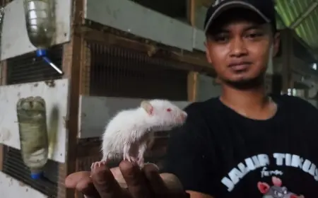 Bukan Hama, Tikus di Mojokerto Dibudidaya Hingga Hasilkan Rupiah
