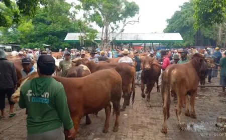 Jelang Ramadan Pasar Hewan di Tuban Kembali Dibuka