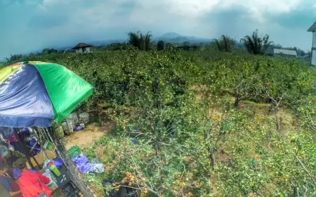 Pulang Hari Ini, Petani Tunggu Janji NH Kembali Bangkitkan Ikon Buah Apel Kota Batu
