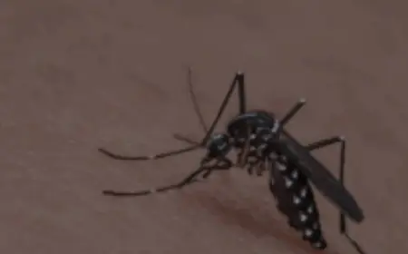 Curah Hujan Tinggi, DBD dan Chikungunya Ancam Warga Batu