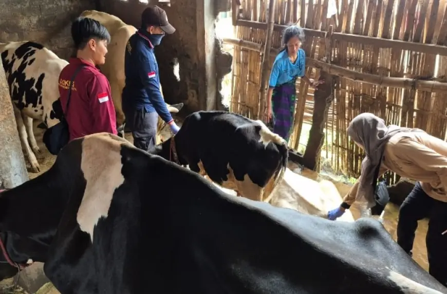 Rampung Sesuai Target, Kota Probolinggo Masih Kekurangan Stok Vaksin PMK