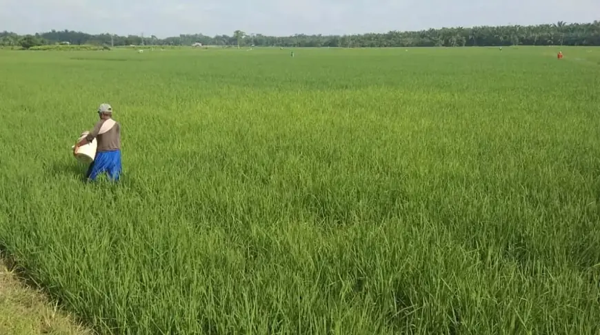 Pemasaran Terpusat, Petani Padi Desa Pendem Tak Pernah Sentuh Bulog