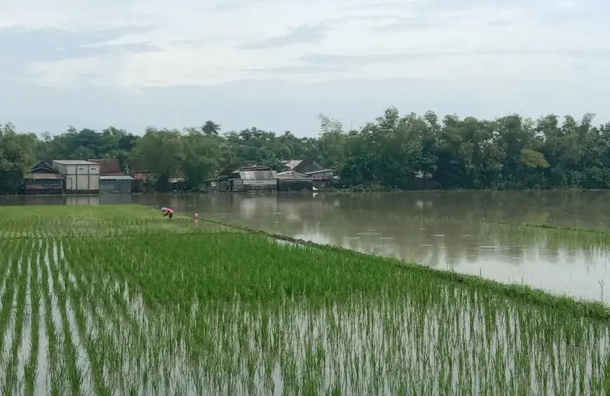 Disperta Jombang akan Realisasikan Bantuan Bibit Padi untuk Sawah Terdampak Banjir