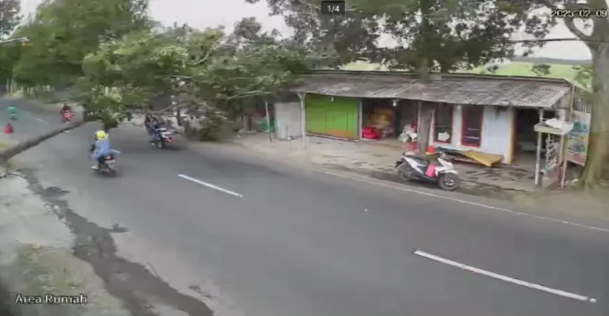 Lagi, Pohon Tumbang di Bondowoso Timpa Pengendara Motor