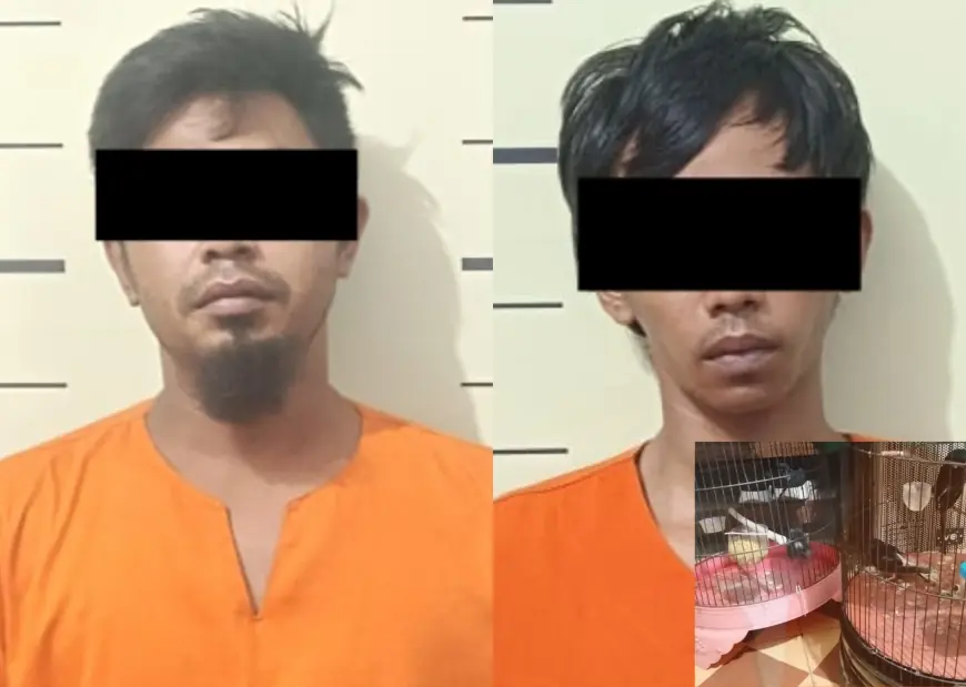 Polres Malang Bekuk Dua Spesialis Pencurian Burung Murai, Modusnya Bikin Geleng Kepala